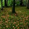 紅葉カーペット