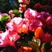 ハワイ島の艶やかな花