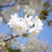 白桜
