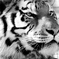 20080106-_DSC4434
