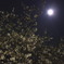 夜桜と月
