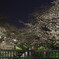 夜桜