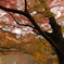 紅葉狩り