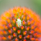 BUG