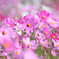 秋桜