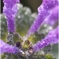 Crystal Flower 2