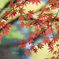 しっとりと紅葉