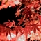 円通院　紅葉