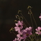 IMGP0226
