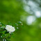 山茶花