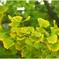 Brilliant Leaves 1