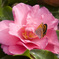 CAMELLIA feat. Butterfly