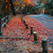 外人墓地前の紅葉