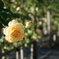 DSC00570_1