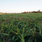 DSC00581