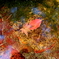 水中の紅葉