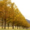 Metasequoia