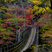 紅葉の吊り橋