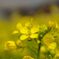 Brassica on mind