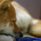 Zzzzzzz...