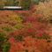 通天橋から望む紅葉の絨毯