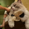 猫カフェ01