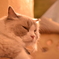 猫カフェ02