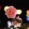 イルミネーションと薔薇