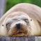 nap