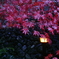 雨の日の紅葉狩り④