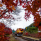 わ鐵　2015紅葉