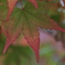 永保寺紅葉１