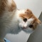 けさねこ