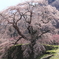 又兵衛桜