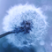Taraxacum