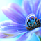 Osteospermum