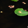 浮舟