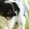 papillon puppy