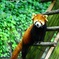 レッサーパンダ