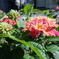 DSCF0290