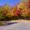 Momiji Road