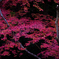 紅葉散策10