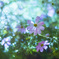 夜の秋桜