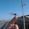 手乗りトンボ１
