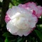 サザンカの花