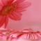 floral world♪