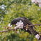 花鳥風月