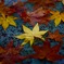 石と紅葉