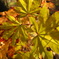 紅葉寸景_04
