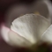 光